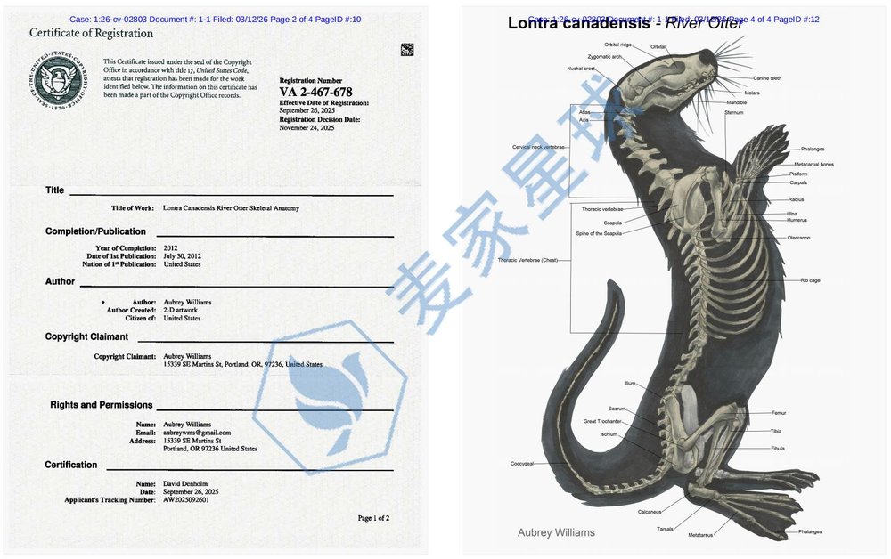 Aubrey Williams - Lontra Canadensis River Otter Skeletal Anatomy Copyright