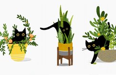 Leeza Hernandez Cat Copyrights