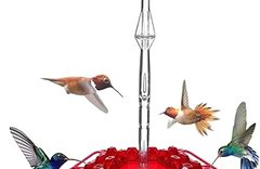 hb feeder